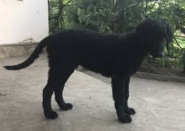 The goldendoodle combines the gentle, loving personality traits of the golden retriever with the coat. Curly Coated Retriever For Sale In The City Of Kiev Ukraine Price Negotiated Announcement 3011