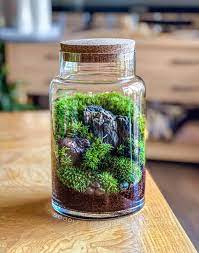 Large Woodland Moss Terrarium Glass Jar