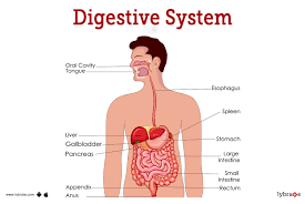 digestive system human anatomy