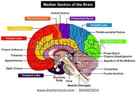 Median Section Of Human Brain Anatomical Structure Diagram