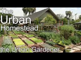 the urban gardener you