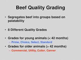 Beef Carcass Yield And Quality Grading Ppt Download
