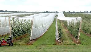 Net Works For New York Growers Good