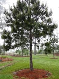 Image result for loblolly pine Landscaping