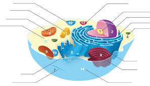 They can vary in size within the same organism. The Overview Of Organelles