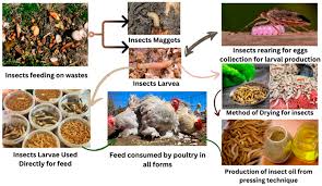 insect meal