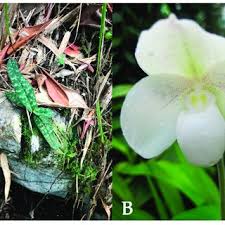 unveiling limestone orchid hotspots