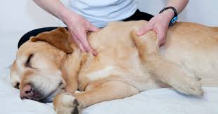 Acupressure For Dogs Everything You Need To Know