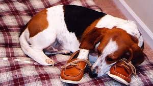 Image result for dogs and shoes
