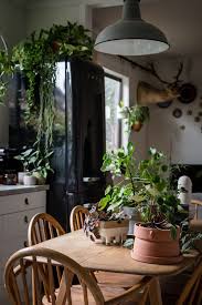 urban jungle atmosphere in the kitchen