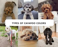 Cavadoodle puppies can take after both or either parent. Types Of Cavapoo Colors Tri Color Black White Etc 2021 We Love Doodles