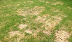 Brown Patches In Lawns Better Pets And Gardens