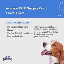 tplo for dogs topdog health
