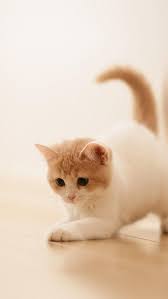 Cute Cat Kitten Animal Iphone 5s
