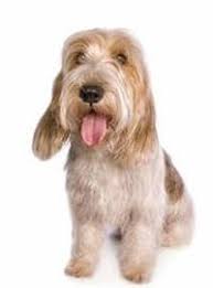 Long hair, soft coat or feathering highly undesirable. Petit Basset Griffon Vendeen Small Medium And Big Dog Breeds Pedigree Uk