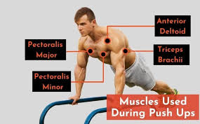 dips vs push ups pros cons which is