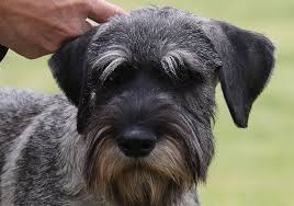 Find standard schnauzer puppies and breeders in your area and helpful standard schnauzer information. Breeders Swashbuckle