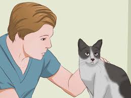 how to get rid of cat smell swale