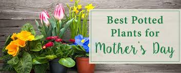 Best Potted Plants For Mother S Day