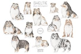 sheltie dogs and puppies clipart