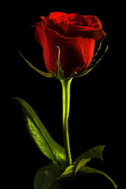 black rose red background closeup