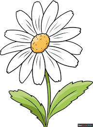 how to draw a daisy flower really