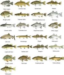 Different Types Of Freshwater Fish Fish Chart Freshwater