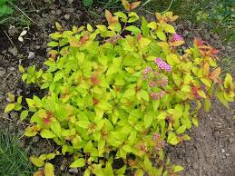 magic carpet spirea care guide learn