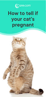 Keep reading to learn how you can help your cat through her pregnancy and the 3 stages of labor. Cat Pregnancy Stages Chart Verse