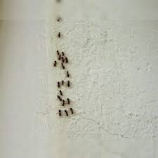how do ants make climbing walls look so