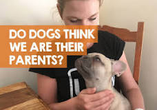 Do dogs think you are their parents?