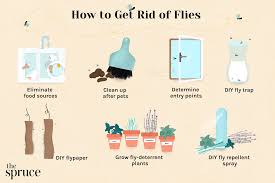 how to get rid of flies indoors outdoors