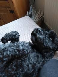 Many kerry blue terrier puppies are born in these puppy mills. Kerry Blue Terrier Rescue Uk Ireland Blue Terrier Twitter