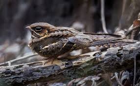 Nightjar | Happy Beaks