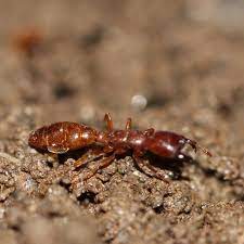 red ant pests of bhutan