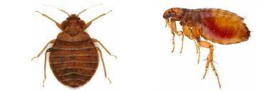 flea bite vs bed bug bite how tell
