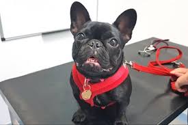 Find responsibly bred french bulldog puppies & dogs near you. French Bulldog Puppy Has Surgery To Help Her Breathe Glasgow Times