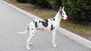 All while keeping with the foundation of the european bred great dane bloodlines. Dd Danes Virginia Beach Great Dane Breeder