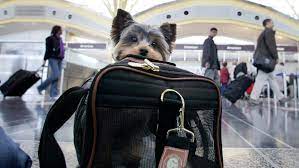 Can pets travel with you in the cabin on planes? Technically yes, but  Australia's major airlines don't allow it - ABC News