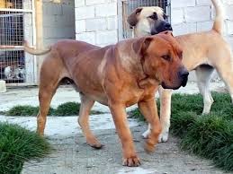 This dog breed is large with a strong bone structure and well developed muscles. S African Boerboels