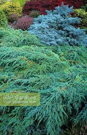 juniperus squamata stock photo by