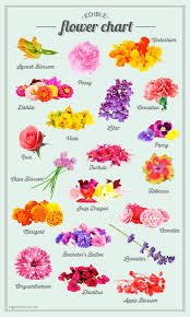 Edible Flower List And Chart Sugar