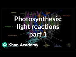 Photosynthesis Light Reactions 1