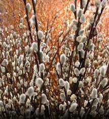 Buy Affordable Pussy Willow shrub - Salix caprea. Arbor Day Foundation -  Buy trees, rain forest friendly coffee, greeting cards that plant trees,  memorials and celebrations with trees, and more.