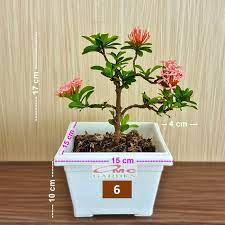 jual tanaman hias bonsai bonsae mame