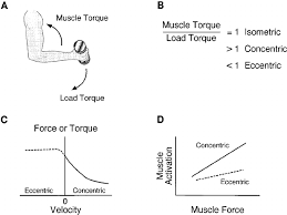 eccentric contractions