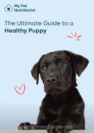 natural guide for acid reflux in dogs