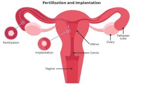 We did not find results for: What Is Fertilization And How Does It Occur What To Know