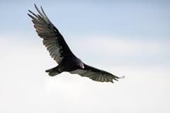 are-turkey-vultures-intelligent