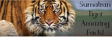 Sumatran Tiger Life Behaviors Hubpages
